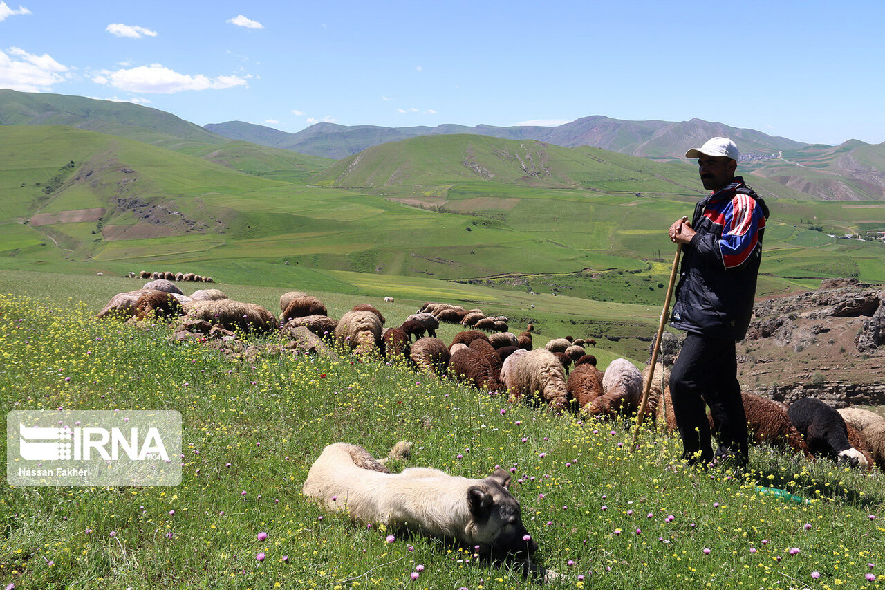 خطر هجوم دامداران غیرمجاز به مراتع مازندران