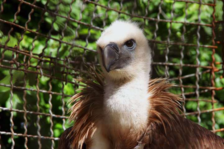 اجرای تمرین پدافند غیرعامل و مقابله با آنفلوآنزای پرندگان در قشم