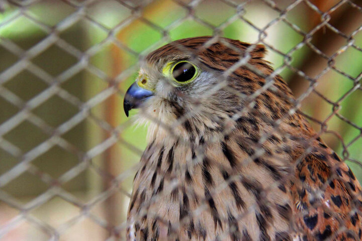 اجرای تمرین پدافند غیرعامل و مقابله با آنفلوآنزای پرندگان در قشم