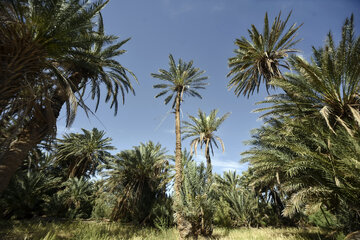 ردپای نخلستان در سیستان