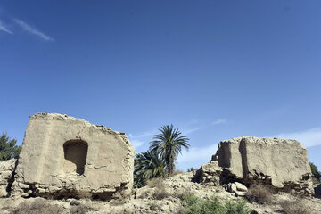ردپای نخلستان در سیستان