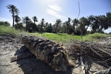 ردپای نخلستان در سیستان