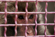 طرح‌های مقابله با قاچاق حیات وحش در اولویت تامین اعتبار قرار می‌گیرد