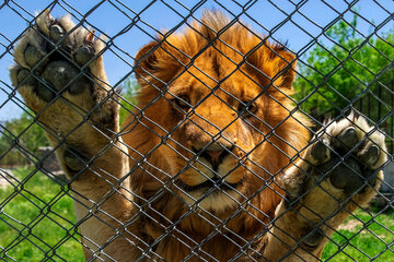 روزگار تلخ حیوانات باغ وحش در قفس تنگ و حصار کرونا 