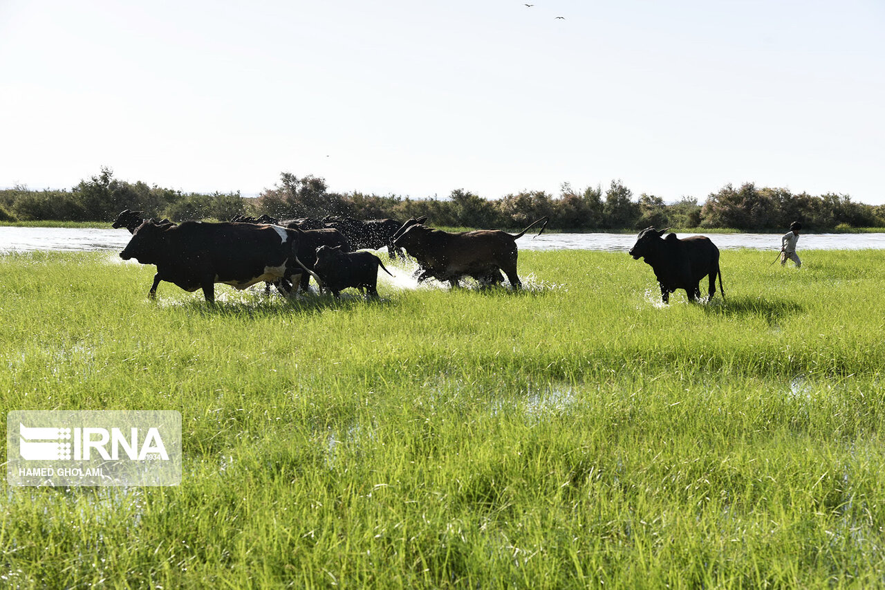 وداعی تلخ با یار دیرین حیاتبخش