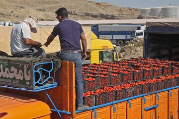 صادرات گوجه فرنگی از مرز پرویزخان به عراق ممنوع شد