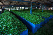 خرید تضمینی برگ سبز چای در گیلان آغاز شد