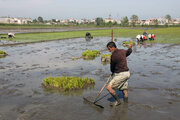 سهم ۵۵ درصدی مازندران از کشت قراردادی برنج در سال زراعی جاری 