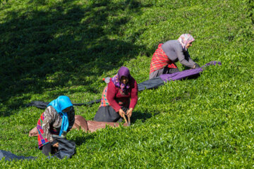 Cosecha de hojas de té primaveral en el norte de Irán 