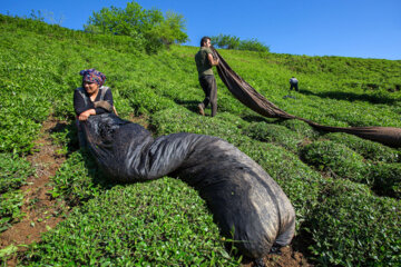 Cosecha de hojas de té primaveral en el norte de Irán 