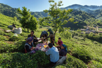 Cosecha de hojas de té primaveral en el norte de Irán 