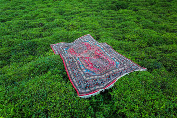 Cosecha de hojas de té primaveral en el norte de Irán 