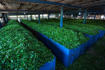خرید تضمینی برگ سبز چای در گیلان آغاز شد