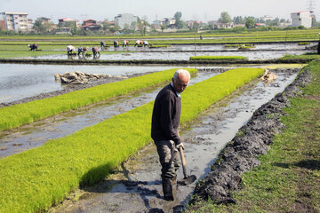 کم‌آبی و هشدار پایان کشت برنج در شرق مازندران 