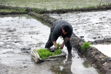 تداوم کشت برنج در خوزستان به وضعیت منابع آبی بستگی دارد