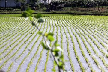 مبارزه با کرم ساقه خوار برنج در۲۷۰۰ هکتار از شالیزاهای گیلان انجام شد