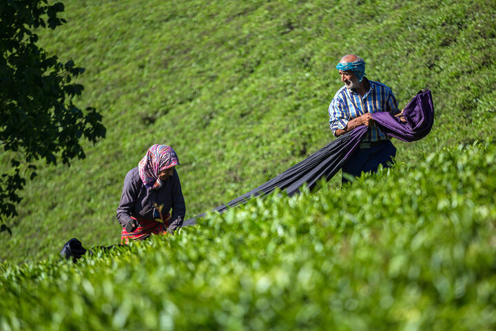 رشد ۱۰ درصدی تولید چای کشور در  سال ۹۹