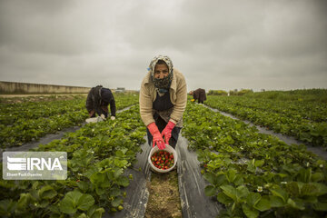 برداشت توت فرنگی در مازندران‎