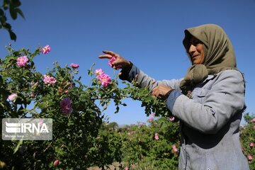 برداشت گل محمدی در بیرجند