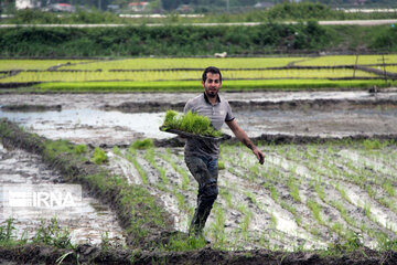 کشت برنج در آستارا