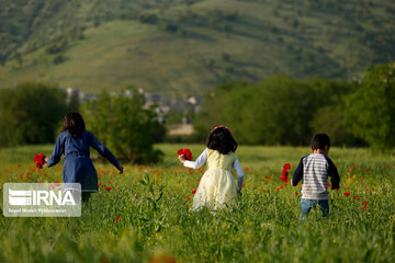 کوسالان عروس کوه های هورامان