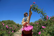 Recolección de rosas de Damasco en Boynurd