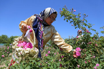 برداشت گل محمدی از «دهکده گل» بجنورد