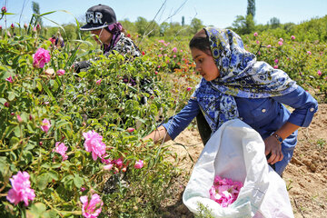 Recolección de rosas de Damasco en Boynurd