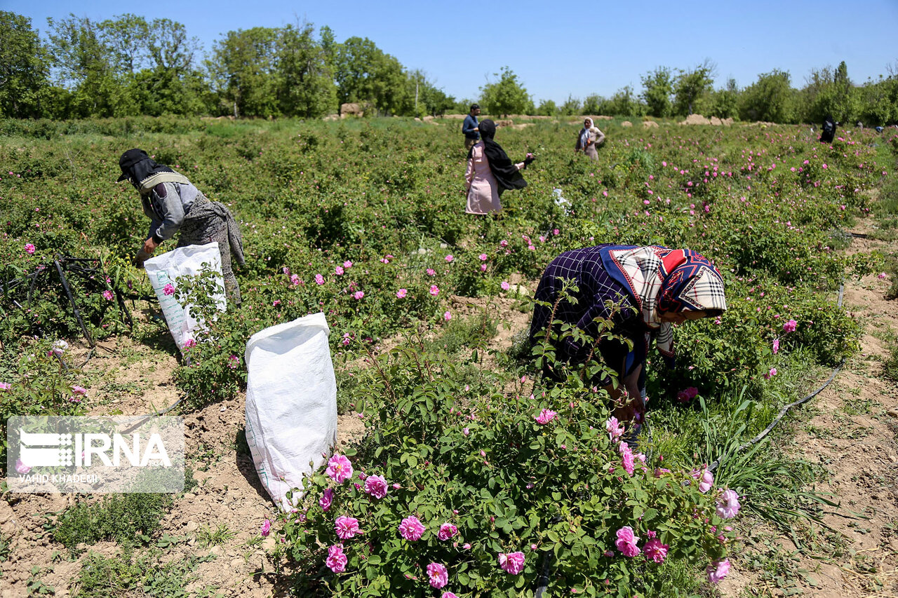 دهکده‌های کشاورزی در مازندران راه‌اندازی می‌شود