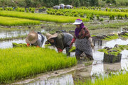 افزایش ۴ برابری تولید بذرهای الیت و سوپر الیت برنج در کشور