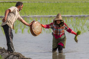 پایان نشای برنج در مازندران زیر سایه کم‌آبی احتمالی 