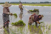  کشت قراردادی برنج در مازندران حدود ۱۰ درصد بیشتر از سهمیه محقق شد  