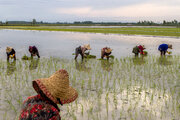 ۵۸ درصد شالیزارهای گیلان زیر کشت برنج رفت