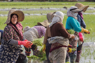 Iran/Guilan : riziculture au nord