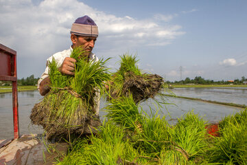 Iran/Guilan : riziculture au nord