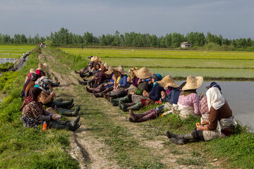 Iran/Guilan : riziculture au nord