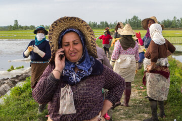 Iran/Guilan : riziculture au nord