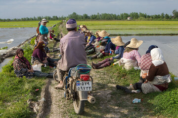 Iran/Guilan : riziculture au nord