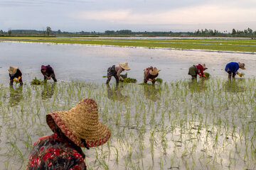 ۵۸ درصد شالیزارهای گیلان زیر کشت برنج رفت