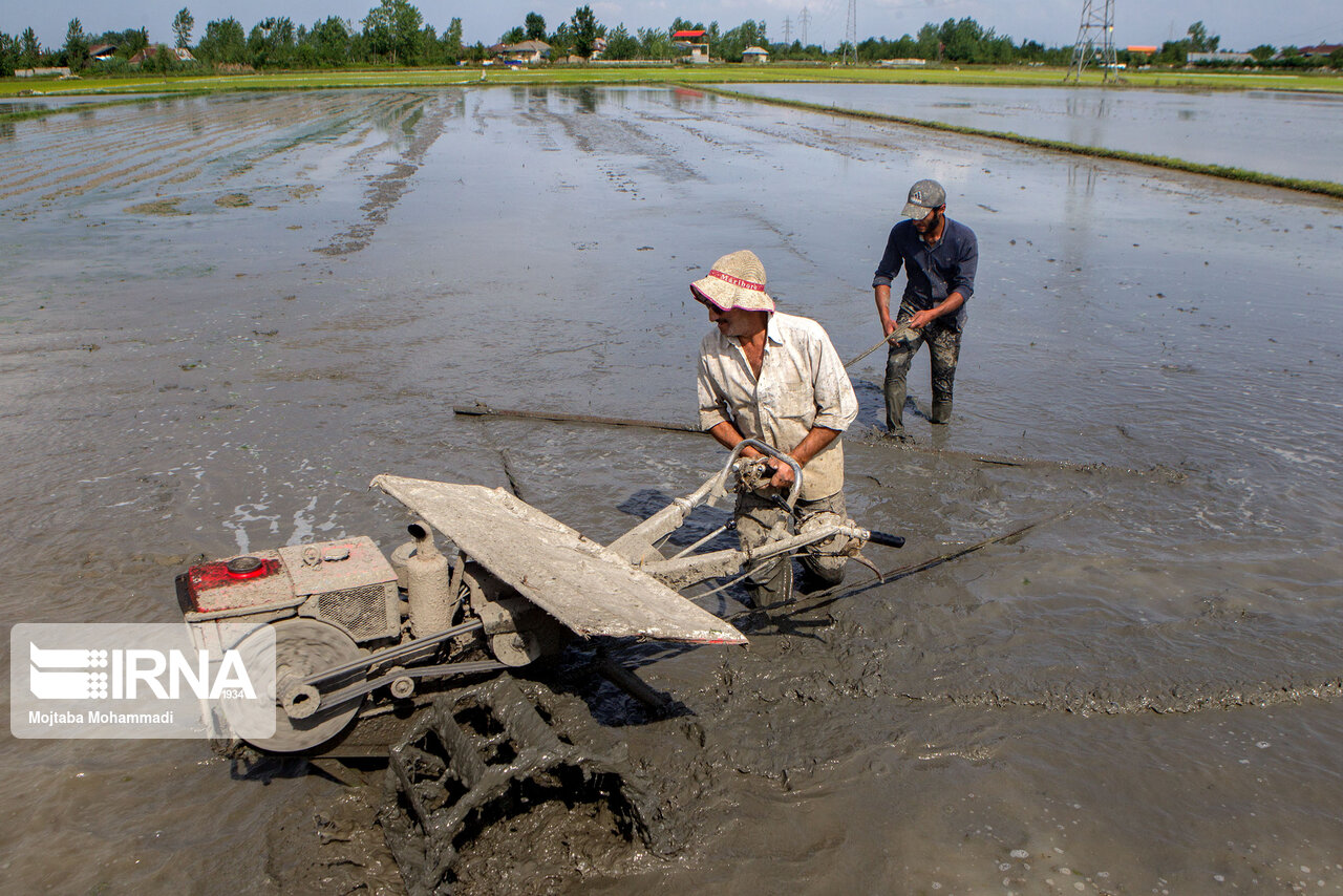 بازگشت تیلر به شالیزارهای مازندران