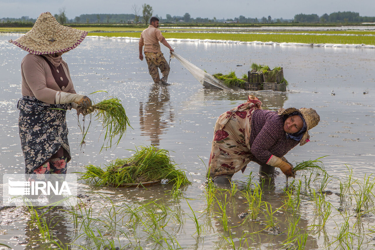 کشت قراردادی برنج در مازندران حدود 10 درصد بیشتر از سهمیه محقق شد