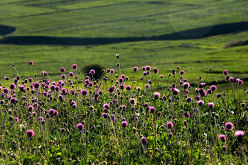 طیبیعت بهاری دامنه های سبلان