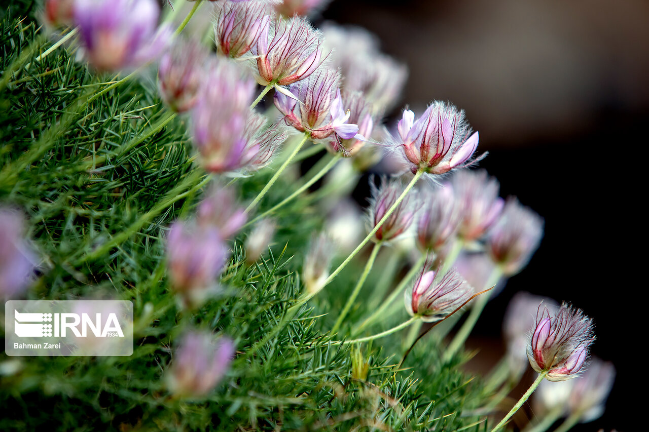 رشد دو برابری سطح زیر کشت گیاهان دارویی در افق 1404