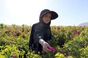 برداشت گل محمدی در گناباد ۳۰ درصد کاهش یافت