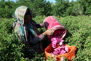 برداشت گل محمدی در روستای «خراجو»