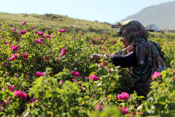 برداشت گل محمدی در روستای «خراجو»