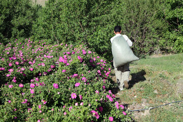 برداشت گل محمدی در روستای «خراجو»