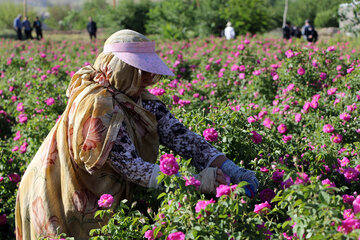 همدان قطب تولید گل‌محمدی 