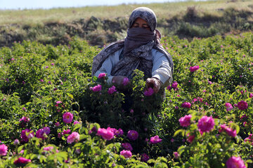 برداشت گل محمدی در روستای «خراجو»