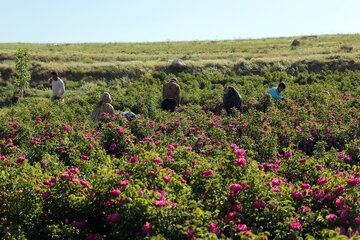 برداشت گل محمدی در روستای «خراجو»